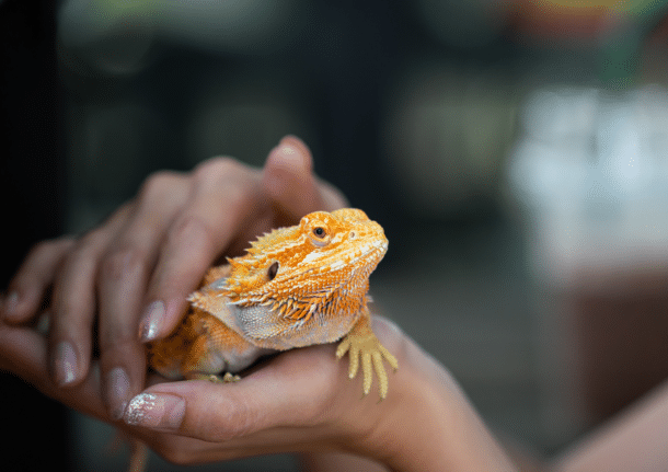 How To Foster a Child With Exotic Pets In The House: Do’s and Don’ts